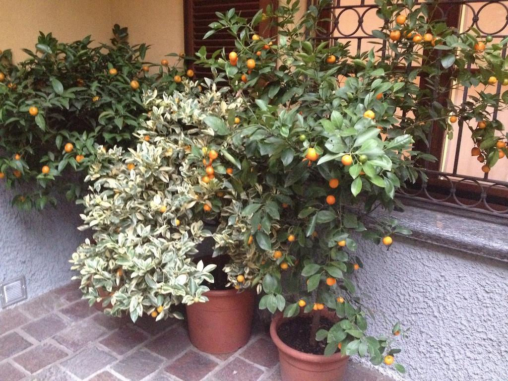Antica Trattoria Dell'Uva Hotel Monza Exterior photo